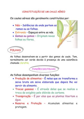 CONSTITUIÇÃO DE UM CAULE AÉREO

Os caules aéreos são geralmente constituídos por:
 Nós – Saliências de onde partem os
ramos ou as folhas.
 Entrenós – Espaços entre os nós.
 Gemas ou gomos – Originam novas
folhas ou flores.

FOLHAS
As folhas desenvolvem-se a partir dos gomos do caule. Tem,
normalmente cor verde devido à presença de uma substância
chamada clorofila.
FUNÇÕES DAS FOLHAS

As folhas desempenham diversas funções:
 Produção de alimentos – É nelas que se transforma a
seiva bruta em seiva elaborada que depois lhe vai
servir de alimento.
 Trocas gasosas – É através delas que se realiza a
troca do oxigénio pelo dióxido de carbono.
 Transpiração – É por elas que as plantas libertam a
água.
 Reserva e Proteção – Acumulam alimentos e
protegem.

 