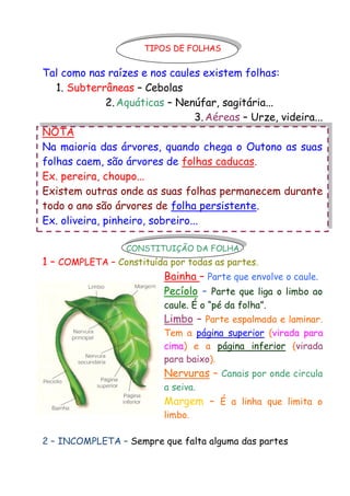 TIPOS DE FOLHAS

Tal como nas raízes e nos caules existem folhas:
1. Subterrâneas – Cebolas
2. Aquáticas – Nenúfar, sagitária...
3. Aéreas – Urze, videira...
NOTA
Na maioria das árvores, quando chega o Outono as suas
folhas caem, são árvores de folhas caducas.
Ex. pereira, choupo...
Existem outras onde as suas folhas permanecem durante
todo o ano são árvores de folha persistente.
Ex. oliveira, pinheiro, sobreiro...
CONSTITUIÇÃO DA FOLHA

1 – COMPLETA – Constituída por todas as partes.
Bainha – Parte que envolve o caule.
Pecíolo – Parte que liga o limbo ao
caule. É o “pé da folha”.

Limbo – Parte espalmada e laminar.
Tem a página superior (virada para
cima) e a página inferior (virada
para baixo).

Nervuras – Canais por onde circula
a seiva.

Margem – É a linha que limita o
limbo.

2 – INCOMPLETA – Sempre que falta alguma das partes

 