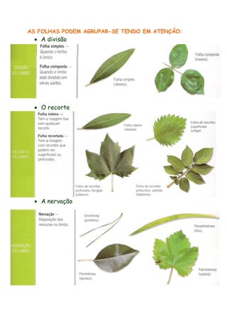 AS FOLHAS PODEM AGRUPAR-SE TENDO EM ATENÇÃO:

 A divisão

 O recorte

 A nervação

 