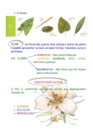  A forma

FLOR

As flores são a parte mais vistosa e bonita da planta
e podem apresentar as mais variadas formas, tamanhos cores e
perfumes.
COMPLETAS – São constituídas por
HÁ FLORES
pedúnculo, recetáculo, cálice, corola,
androceu e gineceu.
INCOMPLETAS – São flores que lhe faltam

uma ou mais peças

CONSTITUIÇÃO DA FLOR

A flor é constituída por várias partes que desempenham
funções de:

 SUPORTE
 PROTEÇÃO
 REPRODUÇÃO

 