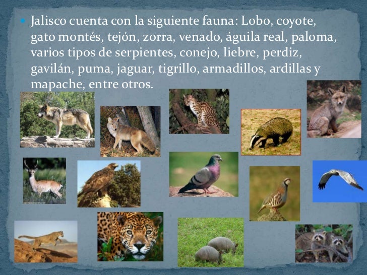 Diversidad en jalisco