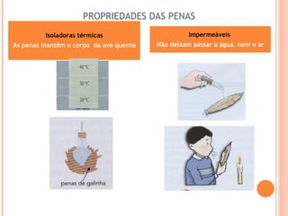 PROPRIEDADES DAS PENAS Isoladoras térmicas As penas mantêm o corpo  da ave quente Impermeáveis  Não deixam passar a água, nem o ar 