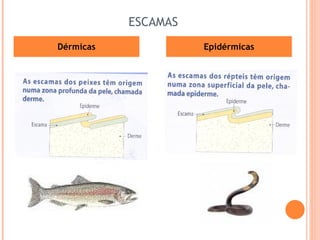 ESCAMAS Dérmicas Epidérmicas 