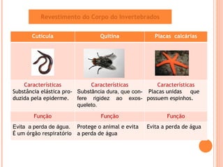 Revestimento do Corpo do Invertebrados Cutícula Quitina Placas  calcárias Características Substância elástica pro-duzida pela epiderme. Características Substância dura, que con- fere rigidez ao exos-queleto. Características Placas unidas  que possuem espinhos.  Função Função Função Evita  a perda de água. É um órgão respiratório Protege o animal e evita a perda de água Evita a perda de água 