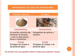 Revestimento do Corpo dos Invertebrados Os animais com exosqueleto sofrem mudas para poderem crescer Conchas  calcárias Carapaça Características Características As conchas calcárias são univalves ou bivalves  ( uma ou duas peças). Duras e resistentes. Exosqueleto de quitina e calcário. Função Protegem do choque e da perda de água. Função Protegem do choque e da perda de água 
