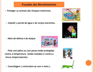 -  Proteger os animais dos choques exteriores. -  Impedir a perda de água e de corpos estranhos. - Meio de defesa e de ataque - Pele com pêlos ou com penas estão protegidas  contra a temperatura  (estão isoladas) e contra a  chuva (impermeáveis). -  Camuflagem ( confundem-se com o meio ) . Funções dos Revestimentos 