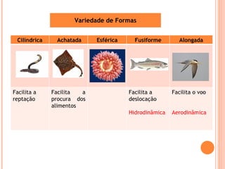 Variedade de Formas Cilíndrica Achatada Esférica Fusiforme Alongada Facilita a reptação Facilita a procura dos alimentos Facilita a deslocação Hidrodinâmica Facilita o voo Aerodinâmica 