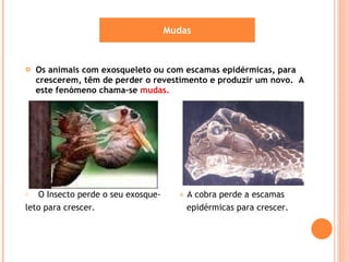 Os animais com exosqueleto ou com escamas epidérmicas, para crescerem, têm de perder o revestimento e produzir um novo.  A este fenómeno chama-se  mudas. O Insecto perde o seu exosque-  ●  A cobra perde a escamas leto para crescer.  epidérmicas para crescer. Mudas 