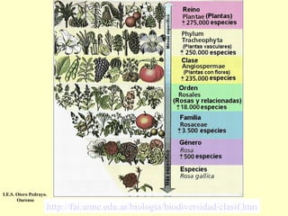 I.E.S. Otero Pedrayo.
Ourense

http://fai.unne.edu.ar/biologia/biodiversidad/clasif.htm

 