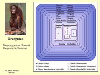 Orangután
Pongo pygmaeus (Borneo)
Pongo abelii (Sumatra)

I.E.S. Otero Pedrayo.
Ourense

 
