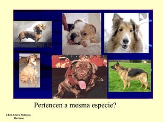 Pertencen a mesma especie?
I.E.S. Otero Pedrayo.
Ourense

 