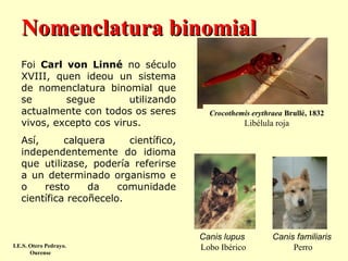Nomenclatura binomial
Foi Carl von Linné no século
XVIII, quen ideou un sistema
de nomenclatura binomial que
se
segue
utilizando
actualmente con todos os seres
vivos, excepto cos virus.

Crocothemis erythraea Brullé, 1832

Libélula roja

Así,
calquera
científico,
independentemente do idioma
que utilizase, podería referirse
a un determinado organismo e
o
resto
da
comunidade
científica recoñecelo.

I.E.S. Otero Pedrayo.
Ourense

Canis lupus
Lobo Ibérico

Canis familiaris
Perro

 