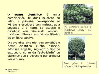 O
nome
científico
é
unha
combinación de dúas palabras en
latín, a primeira corresponde ao
xénero e escríbese con maiúscula; a
segundo é o nome da especie e
escríbese con minúscula. Ambas
palabras débense escribir subliñadas
ou en letra cursiva.

O castiñeiro común é
Castanea
sativa
M.
(Miller)

O devandito binomio, que constitúe o
nome
científico
dunha
especie,
adóitase engadir, segundo o tipo de
estudo, o nome da "autoridade" ou
científico que o describiu por primeira
vez e o ano.
Pinus pinea L, (Linneo)
refírese o piñeiro piñoneiro
I.E.S. Otero Pedrayo.
Ourense

 