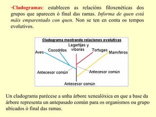-Cladogramas: establecen as relacións filoxenéticas dos
grupos que aparecen ó final das ramas. Informa de quen está
máis emparentado con quen. Non se ten en conta os tempos
evolutivos.

Un cladograma parécese a unha árbore xenealóxica en que a base da
árbore representa un antepasado común para os organismos ou grupo
ubicados ó final das ramas.

 