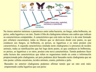 Na imaxe anterior móstrase o parentesco entre unha bacteria, un fungo, unha bolboreta, un
peixe, unha lagartixa e un rato. Xunto á liña do cladograma nótanse uns cadros que indican
as características compartidas. A característica que está máis na base é o de estar formado
por célula(s) eucariota(s), todas as liñaxes que se derivaron desde este punto, os que
conducen aos fungos, as bolboreta, os peixes, as lagartixas e os ratos posúen esta
característica; A segunda característica sinalada neste cladograma é a presenza de tecidos
animais, todas as ramificacións que hai logo deste punto, as que conducen ás bolboretas,
os peixes, as lagartixas e os ratos, posúen esta nova característica. Tamén podemos facer
unha lectura das características que teñen os organismos tendo en conta a información
proporcionada polo cladograma, así pois podemos dicir baseados neste cladograma que un
rato posúe: células eucariotas, tecidos animais, cranio, pulmóns e pelo.
Baseados no anterior cladograma podemos afirmar tamén que un rato está máis
emparentado cunha lagartixa que cun peixe

 