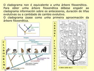 O cladograma non é equivalente a unha árbore filoxenético.
Para obter unha árbore filoxenética débese engadir ao
cladograma información sobre os antecesores, duración de liñas
evolutivas ou a cantidade de cambio evolutivo.
O cladograma úsase como unha primeira aproximación da
árbore filoxenética.
Á
R
B
O
R
E

C
L
A
D
O
G
R
A
M
A

F
I
L
O
X
E
N
É
T
I
C
A

L'albero della vita di Ernst Haeckel, 1866

 