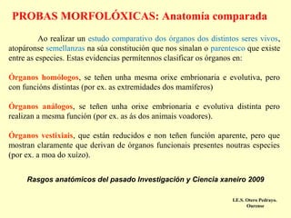 PROBAS MORFOLÓXICAS: Anatomía comparada
Ao realizar un estudo comparativo dos órganos dos distintos seres vivos,
atopáronse semellanzas na súa constitución que nos sinalan o parentesco que existe
entre as especies. Estas evidencias permítennos clasificar os órganos en:
Órganos homólogos, se teñen unha mesma orixe embrionaria e evolutiva, pero
con funcións distintas (por ex. as extremidades dos mamíferos)
Órganos análogos, se teñen unha orixe embrionaria e evolutiva distinta pero
realizan a mesma función (por ex. as ás dos animais voadores).
Órganos vestixiais, que están reducidos e non teñen función aparente, pero que
mostran claramente que derivan de órganos funcionais presentes noutras especies
(por ex. a moa do xuízo).
Rasgos anatómicos del pasado Investigación y Ciencia xaneiro 2009
I.E.S. Otero Pedrayo.
Ourense

 