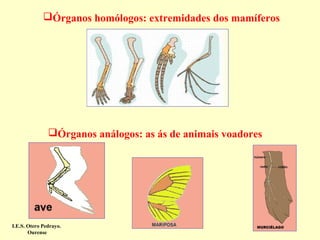 Órganos homólogos: extremidades dos mamíferos

Órganos análogos: as ás de animais voadores

I.E.S. Otero Pedrayo.
Ourense

 