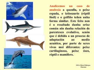 Analicemos un caso de
analoxía a quenlla, o peixe
espada, o ictiosaurio (réptil
fósil) e o golfiño teñen unha
forma similar. Este feito non
é o resultado dunha orixe
común nin dunha relación de
parentesco evolutivo, senón
que é debida a un proceso de
adaptación
ao
medio
acuático, por parte de seres
vivos moi diferentes: peixe
cartilaginoso, peixe óseo,
rèptil e mamifero.

I.E.S. Otero Pedrayo.
Ourense

 