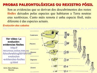 PROBAS PALEONTOLÓXICAS OU REXISTRO FÓSIL
Son as evidencias que se derivan dos descubrimentos dos restos
fósiles deixados polas especies que habitaron a Terra noutras
eras xeolóxicas. Canto máis remota é unha especie fósil, máis
diferente é das especies actuais.

Evolución dos cabalos
http://recursos.cnice.mec.es/biosfera/alumno/4ESO/evolucion/5pruebas_de_la_evolucio

Ver vídeo: La
evolución:
evidencias fósiles
http://
recursos.cnice.mec.es
/biosfera/blog/2010/01/laevolucion
-evidencias-fosiles
-y.html
I.E.S. Otero Pedrayo.
Ourense

 