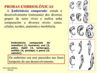 PROBAS EMBRIOLÓXICAS
A Embrioloxía comparada: estuda o
desenvolvemento (ontoxenia) dos diversos
grupos de seres vivos e realiza unha
comparación a diversos niveis: xenes,
células, tecidos, anatomía e morfoloxía.

Embrioloxía
comparada
de
mamífero (1, humano), ave (2,
polo), réptil (3, tartaruga),
anfibio (4, píntega) e peixe (5,
salmón).

Os embrións son moi parecidos nas fases
temperás do seu desenvolvemento.
I.E.S. Otero Pedrayo.
Ourense

 