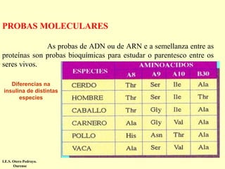 PROBAS MOLECULARES
As probas de ADN ou de ARN e a semellanza entre as
proteínas son probas bioquímicas para estudar o parentesco entre os
seres vivos.
Diferencias na
insulina de distintas
especies

I.E.S. Otero Pedrayo.
Ourense

 