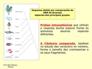 Esquema obtido por comparación do
ARN de diversas
especies dos principais grupos

Probas inmunolóxicas que utilizan
a resposta dunha especie fronte ós
antíxenos
doutras
especies
diferentes.
A Citoloxía comparada, baséase
no estudo das variacións en número,
forma e tamaño dos cromosomas e
os seus fragmentos.

I.E.S. Otero Pedrayo.
Ourense

 