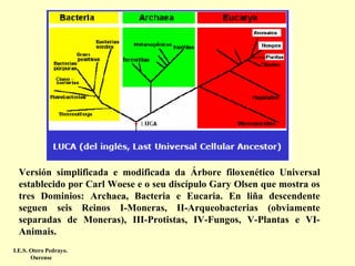 Versión simplificada e modificada da Árbore filoxenético Universal
establecido por Carl Woese e o seu discípulo Gary Olsen que mostra os
tres Dominios: Archaea, Bacteria e Eucaria. En liña descendente
seguen seis Reinos I-Moneras, II-Arqueobacterias (obviamente
separadas de Moneras), III-Protistas, IV-Fungos, V-Plantas e VIAnimais.
I.E.S. Otero Pedrayo.
Ourense

 