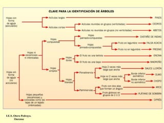 I.E.S. Otero Pedrayo.
Ourense

 