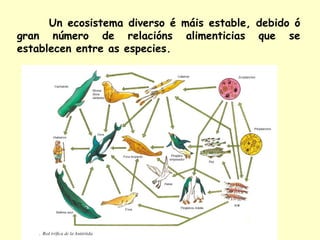 Un ecosistema diverso é máis estable, debido ó
gran número de relacións alimenticias que se
establecen entre as especies.

 