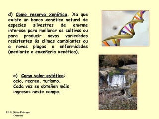 d) Como reserva xenética. Xa que
xenética
existe un banco xenético natural de
especies
silvestres
de
enorme
interese para mellorar os cultivos ou
para producir novas variedades
resistentes ós climas cambiantes ou
a novas plagas e enfermidades
(mediante a enxeñería xenética).

e) Como valor estético:
estético
ocio, recreo, turismo.
Cada vez se obteñen máis
ingresos neste campo.

I.E.S. Otero Pedrayo.
Ourense

 