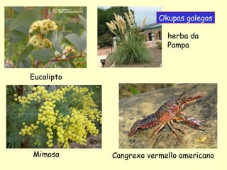 Okupas galegos
herba da
Pampa

Eucalipto

Mimosa

Cangrexo vermello americano

 