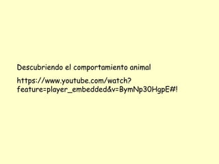 Descubriendo el comportamiento animal
https://www.youtube.com/watch?
feature=player_embedded&v=BymNp30HgpE#!

 