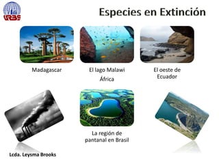 Madagascar El lago Malawi
África
El oeste de
Ecuador
La región de
pantanal en Brasil
Lcda. Leysma Brooks
 