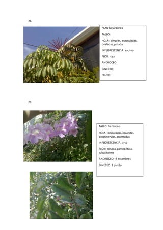 28. 
29. 
PLANTA: arborea 
TALLO: 
HOJA: simples, espatuladas, 
ovaladas, pinada 
INFLORESCENCIA: racimo 
FLOR: roja 
ANDROCEO: 
GINECEO: 
FRUTO: 
TALLO: herbaceo 
HOJA: pecioladas, opuestas, 
pinatinervias, ascerradas 
INFLORESCENCIA: tirso 
FLOR: rosada, gamopétala, 
tubuliforme 
ANDROCEO: 4 estambres 
GINECEO: 1 pistilo 
 