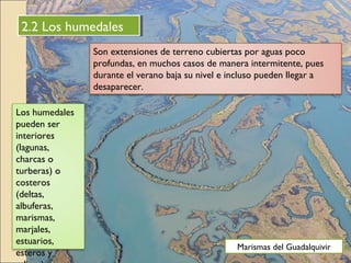 2.2 Los humedales2.2 Los humedales
Son extensiones de terreno cubiertas por aguas poco
profundas, en muchos casos de manera intermitente, pues
durante el verano baja su nivel e incluso pueden llegar a
desaparecer.
Los humedales
pueden ser
interiores
(lagunas,
charcas o
turberas) o
costeros
(deltas,
albuferas,
marismas,
marjales,
estuarios,
esteros y
Marismas del Guadalquivir
 