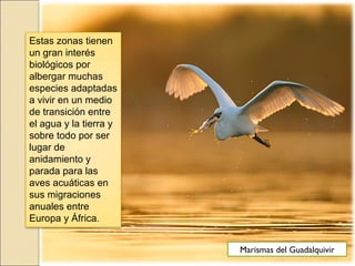 Estas zonas tienen
un gran interés
biológicos por
albergar muchas
especies adaptadas
a vivir en un medio
de transición entre
el agua y la tierra y
sobre todo por ser
lugar de
anidamiento y
parada para las
aves acuáticas en
sus migraciones
anuales entre
Europa y África.
Marismas del Guadalquivir
 