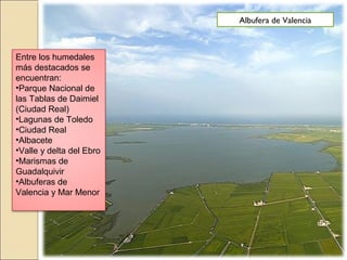 Entre los humedales
más destacados se
encuentran:
•Parque Nacional de
las Tablas de Daimiel
(Ciudad Real)
•Lagunas de Toledo
•Ciudad Real
•Albacete
•Valle y delta del Ebro
•Marismas de
Guadalquivir
•Albuferas de
Valencia y Mar Menor
Albufera de Valencia
 