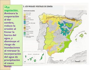 La
vegetación:
Aminora la
evaporación
al dar
sombra,
reduce la
erosión al
frenar la
fuerza del
agua, y
disminuye el
riesgo de
inundaciones
al retrasar la
incorporación
del agua de
precipitación
al cauce
fluvial.
 