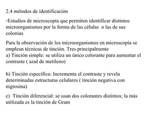 2.4 métodos de identificación
-Estudios de microscopía que permiten identificar distintos
microorganismos por la forma de las células o las de sus
colonias
Para la observación de los microorganismos en microscopía se
emplean técnicas de tinción. Tres principalmente
a) Tinción simple: se utiliza un único colorante para aumentar el
contraste ( azul de metileno)

b) Tinción específica: Incrementa el contraste y revela
determinadas estructuras celulares ( tinción negativa con
nigrosina)
c) Tinción diferencial: se usan dos colorantes distintos; la más
utilizada es la tinción de Gram
 