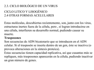 2.3. CICLO BIOLÓGICO DE UN VIRUS
CICLO LITICO Y LISOGÉNICO
2.4 OTRAS FORMAS ACELULARES

Estas moléculas, descubiertas recientemente, son, junto con los virus,
estructuras inertes fuera de la célula, pero , si logran introducirse en
una célula, interfieren su desarrollo normal, pudiendo causar su
muerte.
Trasposones
Son secuencias de ADN bicatenario que se introducen en el ADN
celular. Si el trasposón se inserta dentro de un gen, éste se inactiva (o
provoca alteraciones en la síntesis proteica).
Estas secuencias tienen capacidad replicativa, así que cuuantas más se
repliquen, más trasposones aparecerán en la célula, pudiendo inactivar
un gran número de genes.
 