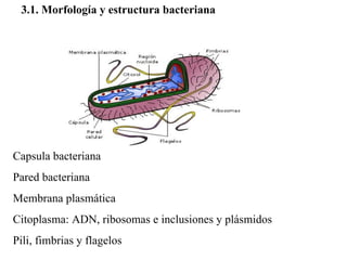 3.1. Morfología y estructura bacteriana




Capsula bacteriana
Pared bacteriana
Membrana plasmática
Citoplasma: ADN, ribosomas e inclusiones y plásmidos
Pili, fimbrias y flagelos
 
