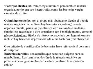 •Fotorganótrofas, utilizan energía lumínica pero también materia
orgánica, por lo que son heterótrofas, como las bacterias verdes
carentes de azufre.

Quimioheterótrofas, son el grupo más abundante. Según el tipo de
materia orgánica que utilicen hay bacterias saprobias,(materia
orgánica muerta) parásitas (de otro ser vivo causándole un daño),
simbióticas (asociadas a otro organismo con beneficio mutuo, como el
género Rhizobium fijador de nitrógeno, asociado con leguminosas) e
incluso hay bacterias depredadoras de otras bacterias (mixobacterias

Otro criterio de clasificación de bacterias hace referencia al consumo
de oxígeno:
Bacterias aerobias: son aquellas que necesitan oxígeno para su
metabolismo. Realizan la oxidación de la materia orgánica en
presencia de oxígeno molecular, es decir, realizan la respiración
celular.
 