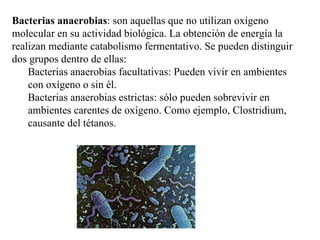 Bacterias anaerobias: son aquellas que no utilizan oxígeno
molecular en su actividad biológica. La obtención de energía la
realizan mediante catabolismo fermentativo. Se pueden distinguir
dos grupos dentro de ellas:
    Bacterias anaerobias facultativas: Pueden vivir en ambientes
    con oxígeno o sin él.
    Bacterias anaerobias estrictas: sólo pueden sobrevivir en
    ambientes carentes de oxígeno. Como ejemplo, Clostridium,
    causante del tétanos.
 