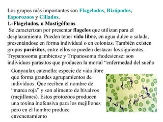 Los grupos más importantes son Flagelados, Rizópodos,
Esporozoos y Ciliados.
1.-Flagelados, o Mastigóforos
 Se caracterizan por presentar flagelos que utilizan para el
desplazamiento. Pueden tener vida libre, en agua dulce o salada,
presentándose en forma individual o en colonias. También existen
grupos parásitos, entre ellos se pueden destacar los siguientes:
Trypanosoma gambiense y Tripanosoma rhodesiense: son
individuos parásitos que producen la mortal “enfermedad del sueño
  Gonyaulax catenella: especie de vida libre
  que forma grandes agrupamientos de
  individuos. Que reciben el nombre de
  “marea roja” y son alimento de bivalvos
  (mejillones). Estos protozoos producen
  una toxina inofensiva para los mejillones
  pero en el hombre produce
  envenenamiento
 