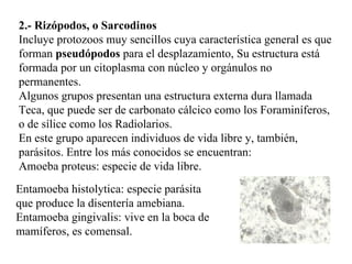 2.- Rizópodos, o Sarcodinos
Incluye protozoos muy sencillos cuya característica general es que
forman pseudópodos para el desplazamiento, Su estructura está
formada por un citoplasma con núcleo y orgánulos no
permanentes.
Algunos grupos presentan una estructura externa dura llamada
Teca, que puede ser de carbonato cálcico como los Foraminíferos,
o de sílice como los Radiolarios.
En este grupo aparecen individuos de vida libre y, también,
parásitos. Entre los más conocidos se encuentran:
Amoeba proteus: especie de vida libre.
Entamoeba histolytica: especie parásita
que produce la disentería amebiana.
Entamoeba gingivalis: vive en la boca de
mamíferos, es comensal.
 