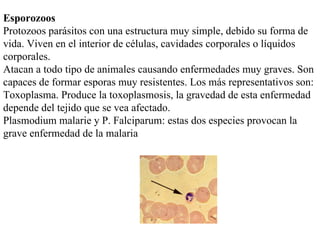 Esporozoos
Protozoos parásitos con una estructura muy simple, debido su forma de
vida. Viven en el interior de células, cavidades corporales o líquidos
corporales.
Atacan a todo tipo de animales causando enfermedades muy graves. Son
capaces de formar esporas muy resistentes. Los más representativos son:
Toxoplasma. Produce la toxoplasmosis, la gravedad de esta enfermedad
depende del tejido que se vea afectado.
Plasmodium malarie y P. Falciparum: estas dos especies provocan la
grave enfermedad de la malaria
 