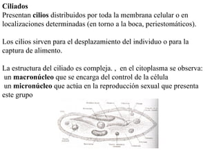 Ciliados
Presentan cilios distribuidos por toda la membrana celular o en
localizaciones determinadas (en torno a la boca, periestomáticos).

Los cilios sirven para el desplazamiento del individuo o para la
captura de alimento.

La estructura del ciliado es compleja. , en el citoplasma se observa:
 un macronúcleo que se encarga del control de la célula
 un micronúcleo que actúa en la reproducción sexual que presenta
este grupo
 