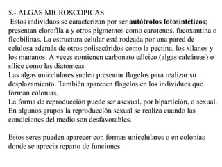 5.- ALGAS MICROSCOPICAS
 Estos individuos se caracterizan por ser autótrofos fotosintéticos;
presentan clorofila a y otros pigmentos como carotenos, fucoxantina o
ficobilinas. La estructura celular está rodeada por una pared de
celulosa además de otros polisacáridos como la pectina, los xilanos y
los mananos. A veces contienen carbonato cálcico (algas calcáreas) o
sílice como las diatomeas
Las algas unicelulares suelen presentar flagelos para realizar su
desplazamiento. También aparecen flagelos en los individuos que
forman colonias.
La forma de reproducción puede ser asexual, por bipartición, o sexual.
En algunos grupos la reproducción sexual se realiza cuando las
condiciones del medio son desfavorables.

Estos seres pueden aparecer con formas unicelulares o en colonias
donde se aprecia reparto de funciones.
 
