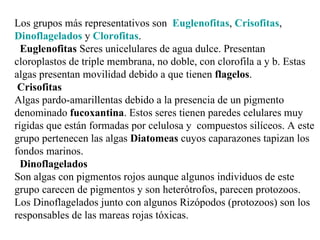 Los grupos más representativos son Euglenofitas, Crisofitas,
Dinoflagelados y Clorofitas.
  Euglenofitas Seres unicelulares de agua dulce. Presentan
cloroplastos de triple membrana, no doble, con clorofila a y b. Estas
algas presentan movilidad debido a que tienen flagelos.
 Crisofitas
Algas pardo-amarillentas debido a la presencia de un pigmento
denominado fucoxantina. Estos seres tienen paredes celulares muy
rígidas que están formadas por celulosa y compuestos silíceos. A este
grupo pertenecen las algas Diatomeas cuyos caparazones tapizan los
fondos marinos.
  Dinoflagelados
Son algas con pigmentos rojos aunque algunos individuos de este
grupo carecen de pigmentos y son heterótrofos, parecen protozoos.
Los Dinoflagelados junto con algunos Rizópodos (protozoos) son los
responsables de las mareas rojas tóxicas.
 